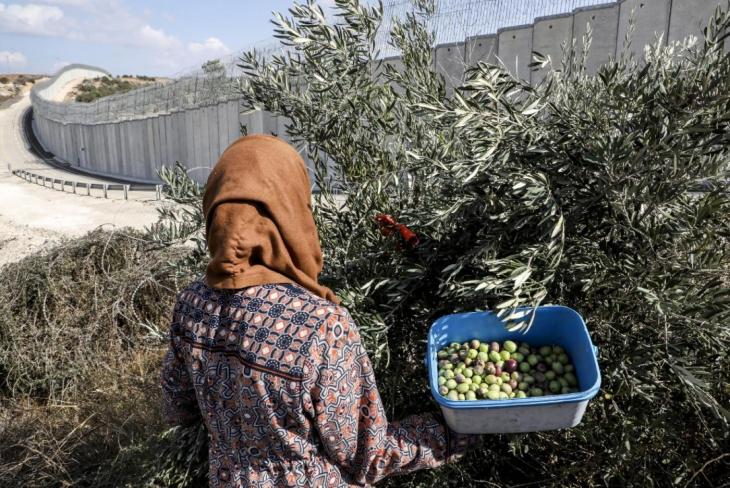 Palestinians harvest olives from their lands which currently lie on the Israeli side of the controversial separation barrier (background) near the West Bank village of Dura on October 30, 2019, AFP_0